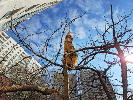 Tabby cat sits on a tree against the background of blue sky and residential buildings in spring