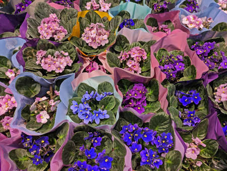 Purple, pink, blue violets in packaging as background or textureの写真素材