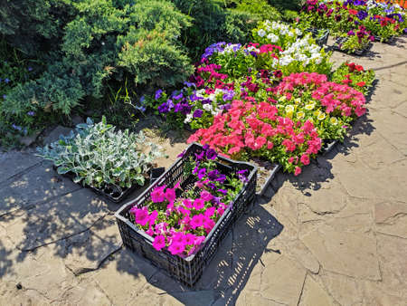 Variety of petunias in gardening market for saleの写真素材