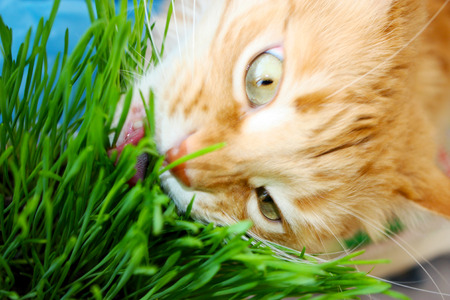 Red cat is eating fresh green grass.の写真素材