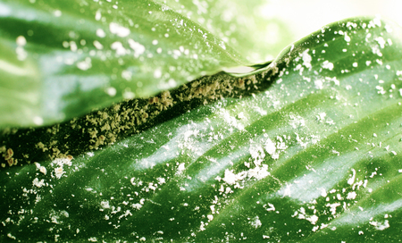 Herbal bright background from leaves of Spathiphyllum sprinkled with pollen.の写真素材