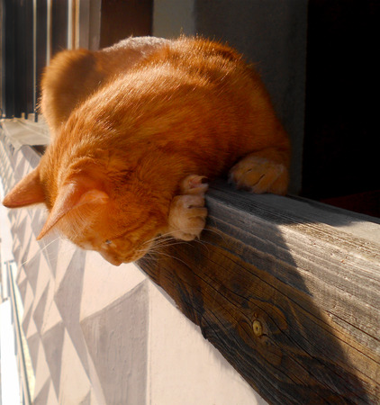 Ginger cat peeking from the balcony.の写真素材