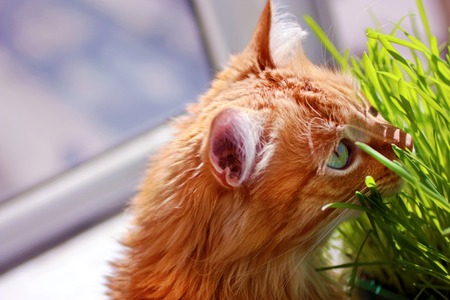 Red cat sits on balcony about green sprouts of oats in container.の写真素材