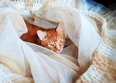 Red domestic kitten climbed into curtains that lay on floor. Fluffy ginger cat wrapped up in tulle from organza.の写真素材