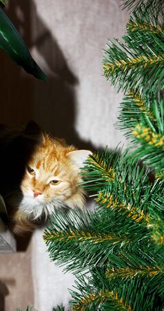 Curious ginger cat sits on windowsill next to branches artificial christmas tree. Fluffy red domestic kitty among holiday decorations creates mood of Christmas concept. New year theme.の写真素材