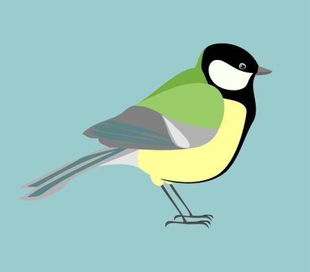 Titmouse Vector realistic image bird.のイラスト素材