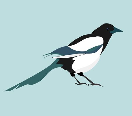 Magpie. Vector realistic image of black and white bird.のイラスト素材