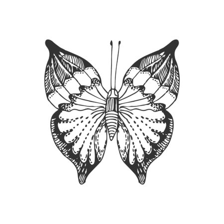 Hand draw butterfly. Isolated on white vector ilustration.のイラスト素材