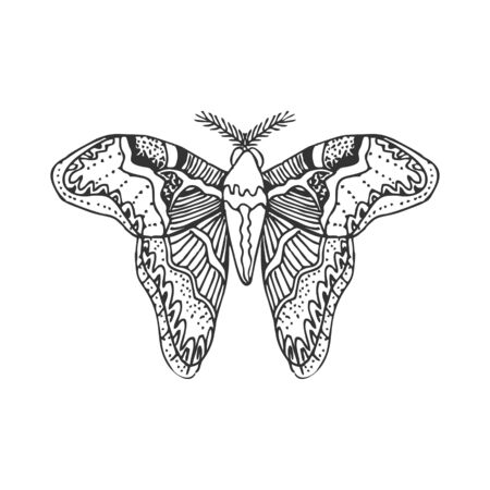Hand draw butterfly. Isolated on white vector ilustration.のイラスト素材