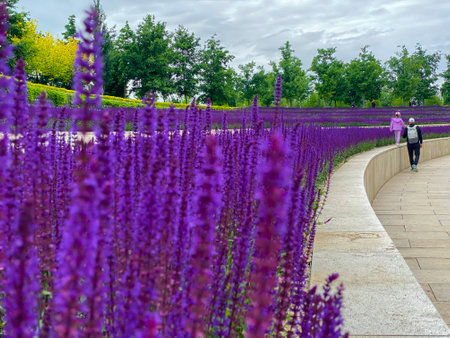 Lavender flowers blooming in the botanical garden in the Netherlandsの写真素材
