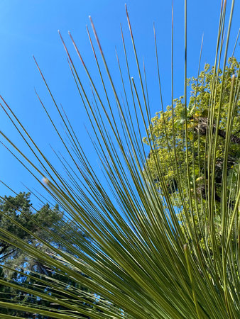 Close up of palm leaves against a blue sky, with copy space