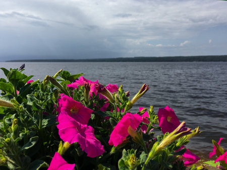 Petunia flowers on the bank of the lake. Summer landscape.の写真素材