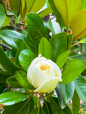 Magnolia grandiflora flower on the tree in the gardenの写真素材