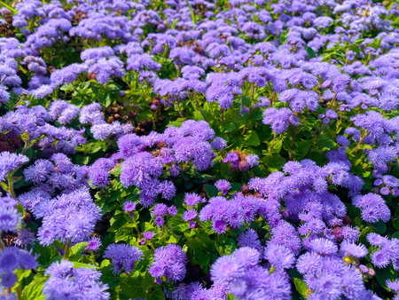 Ageratum houstonianum is a species of flowering plant in the family Ageratum.の写真素材