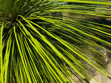 Close up of a green yucca plant in a garden.