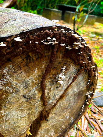 Tree stump with mushrooms growing on it in the forest, Thailand.の写真素材