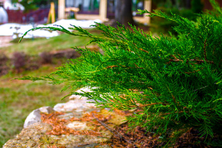 Pine tree in the garden with snow on the ground in winterの写真素材