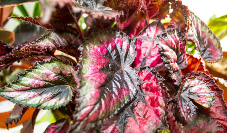 Close up of red and green leaves of a begonia plant.の写真素材
