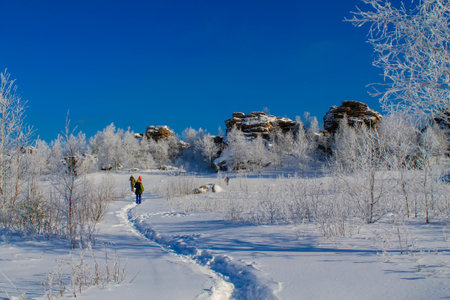 Winter landscape in the forest on a sunny frosty day. Russia