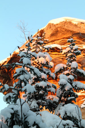 Snow covered trees in Bryce Canyon National Park, Utah, USA.の写真素材