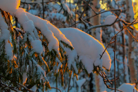 Snow on the branches of a tree in the forest at sunset.の写真素材