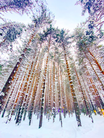 Pine trees covered with snow in the winter forest. Winter landscape.の写真素材