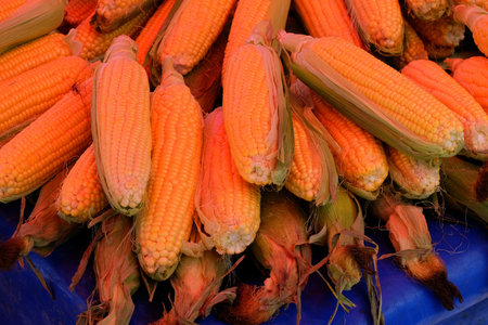 Ripe corn on the cob in the market, closeup of photo