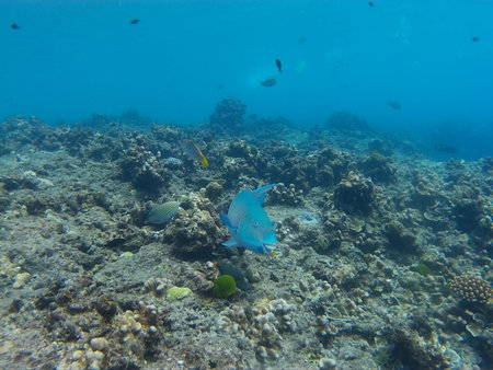 Underwater view of a tropical coral reef with fishes and corals