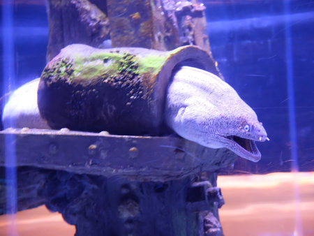 Giant moray eel in the aquarium, closeup of photo