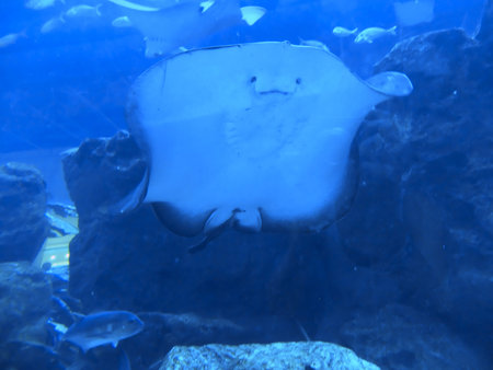 Stingray in the aquarium, closeup of photo. Blue background