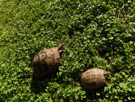 African spurred tortoise (Geochelone sulcata)の写真素材