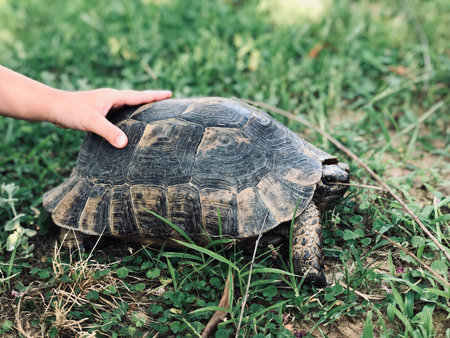 African spurred tortoise (Geochelone sulcata)の写真素材