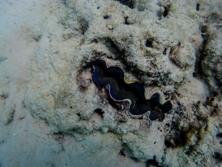 Giant clam on the seabed of the Red Sea.の写真素材