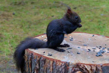 Squirrel eating sunflower seeds on a stump in the park.の写真素材