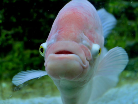 Close-up of a red cichlid fish in an aquariumの写真素材