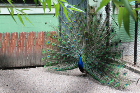 Peacock in the zoo, Pavo cristatus.の写真素材
