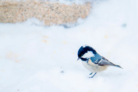 Coal tit (Parus ater) on the snow in winterの写真素材