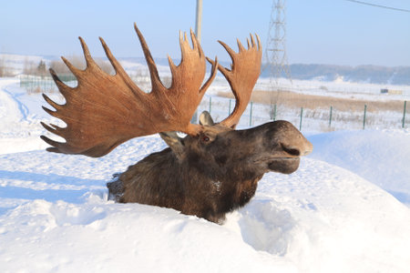 Moose with antlers on the snow in winter, close-upの写真素材