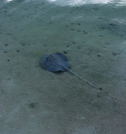 A stingray on the seashore in the tropics.の写真素材