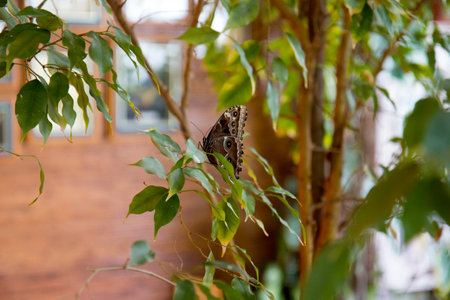 Butterfly on a green leaf in a botanical garden.