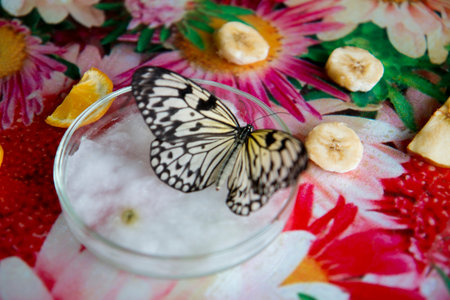 butterfly on a flower petal with ice cubes and fruits