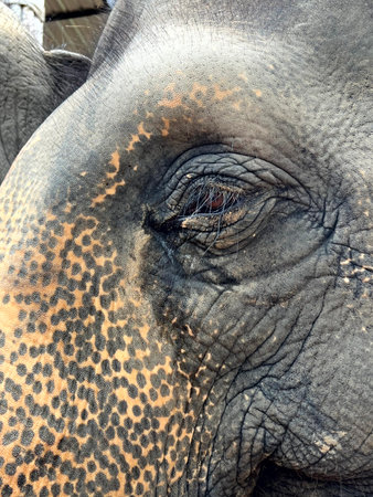 Close up of an Asian elephant in Chiang Mai, Thailandの写真素材