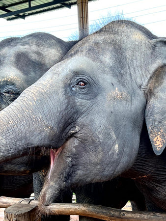 Elephants in Thai Elephant Conservation Center, Chiang Mai, Thailand