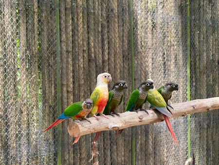 A group of colorful parrots sitting on a branch in a cage