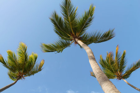 Coconut palm trees against the blue sky on the beach.