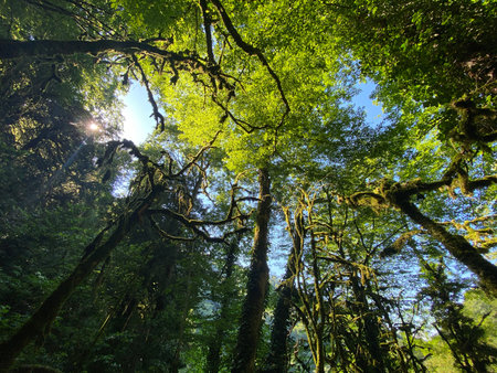 Green forest in Doi Inthanon National Park, Chiang Mai, Thailand