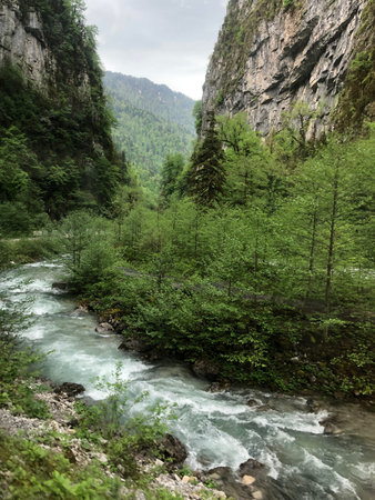 Mountain river in the forest. Caucasus Mountains, Georgia. Toned.