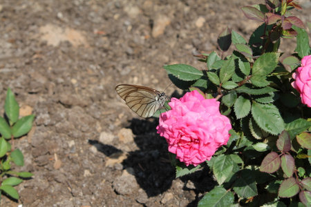 Butterfly on a pink rose flower in the garden in springの写真素材