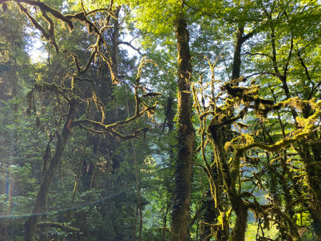 Rainforest in Doi Inthanon National Park, Chiang Mai, Thailandの写真素材