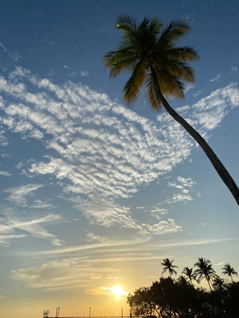 Coconut tree silhouette with sunset sky background. Summer season.